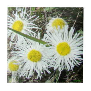 Azulejo De Cerámica Flores silvestres blancas F10 Erigerón cespitoso