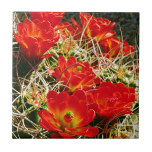 Azulejo De Cerámica Flores silvestres de Cactus Copa de Clarete