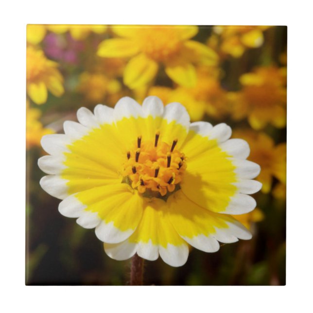 Azulejo De Cerámica Flores silvestres de punta blanca (Frente)