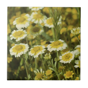 Azulejo De Cerámica Flores silvestres girasoles amarillos y blancos