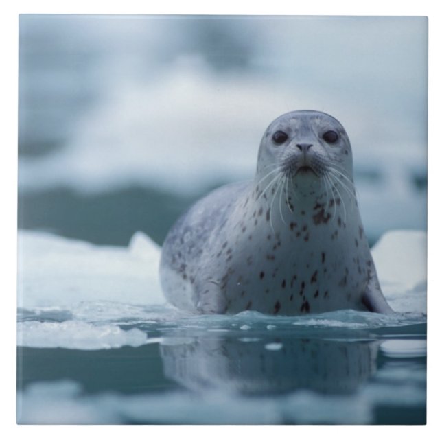Azulejo De Cerámica foca común del pacífico, Phoca vitulina richardsi (Frente)