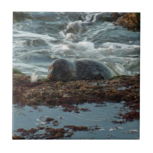 Azulejo De Cerámica Foca de puerto iluminada por la puesta de sol I en