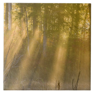 Azulejo De Cerámica Foggy amanecer en Tamarac NWR cerca de los lagos d