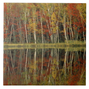 Azulejo De Cerámica Follaje de otoño y reflejos de abedul; Hiawatha
