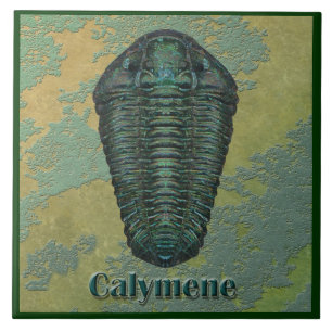 Azulejo De Cerámica Fósil Trilobite de Calymene Niagarensis