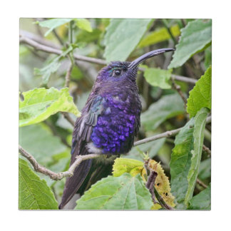 Azulejo De Cerámica Foto azul del colibrí