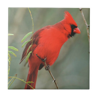 Azulejo De Cerámica Foto cardinal del pájaro