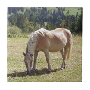 Azulejo De Cerámica Foto de Haflinger Palomino Pony en Pastel de Veran