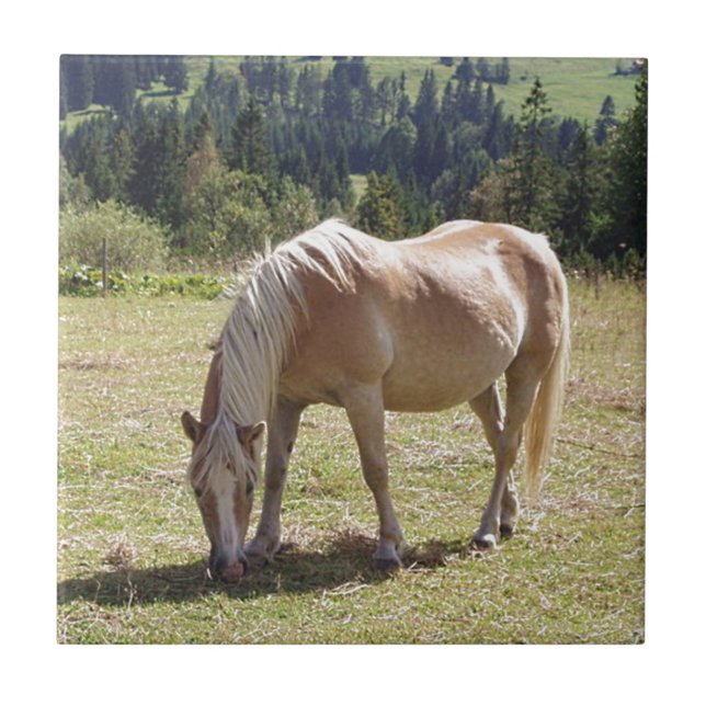 Azulejo De Cerámica Foto de Haflinger Palomino Pony en Pastel de Veran (Frente)