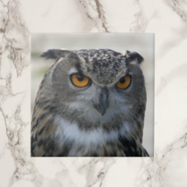 Azulejo De Cerámica Foto de Lechuza Águila Eurasiática