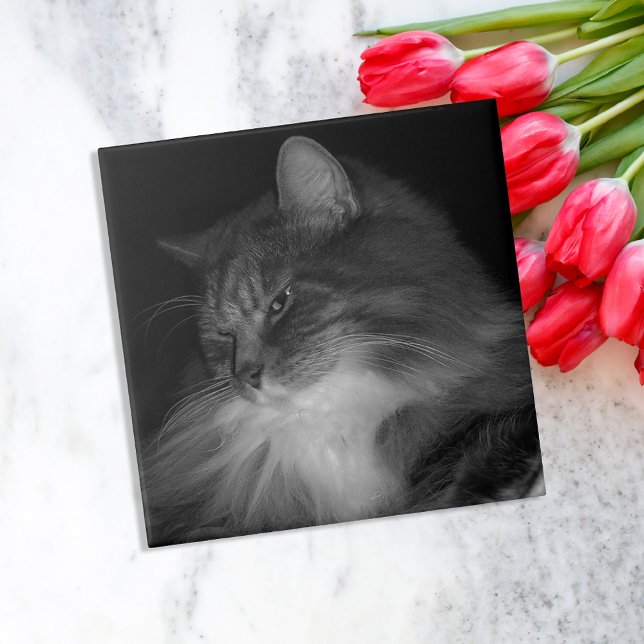 Azulejo De Cerámica Foto del gato de BW de Simba (Subido por el creador)
