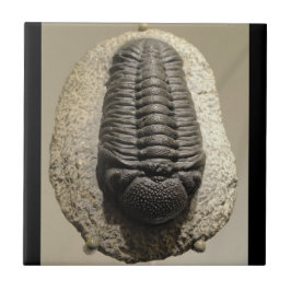 Azulejo De Cerámica Foto hermosa del fósil del trilobite de Phacops