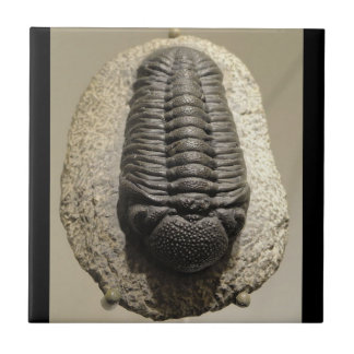 Azulejo De Cerámica Foto hermosa del fósil del trilobite de Phacops