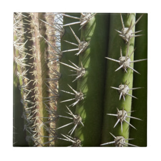 Azulejo De Cerámica Foto natural del desierto de Cactus II de Barrel