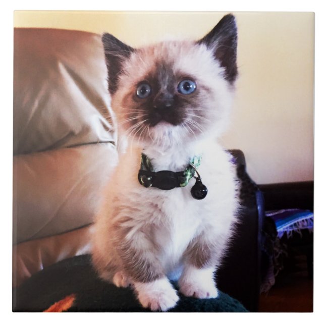 Azulejo De Cerámica Fotografía animal siamesa linda atenta del gatito (Frente)