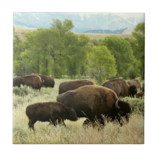 Azulejo De Cerámica Fotografía de animales de la naturaleza de Wyoming