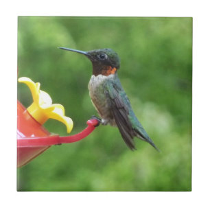 Azulejo De Cerámica Fotografía de aves de colibrí de garganta rubí