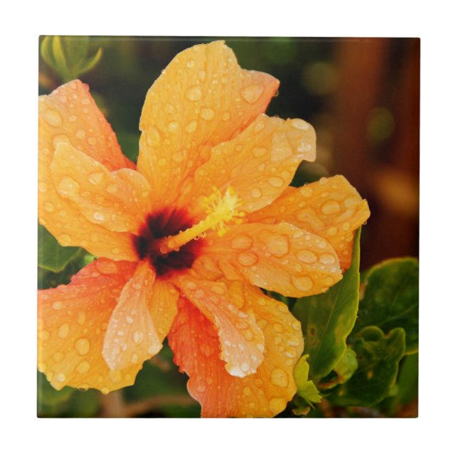 Azulejo De Cerámica Fotografía de Flor de Hibisco (Frente)