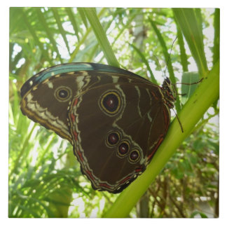 Azulejo De Cerámica Fotografía de la naturaleza de la mariposa morfa a