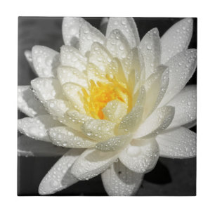 Azulejo De Cerámica Fotografía de Lirio de Agua Blanca