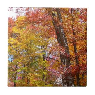 Azulejo De Cerámica Fotografía de otoño de árboles caídos naranjas y a