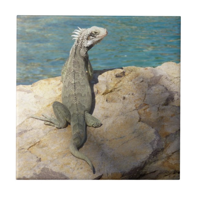 Azulejo De Cerámica Fotografía de vida salvaje tropical de Iguana en S (Frente)