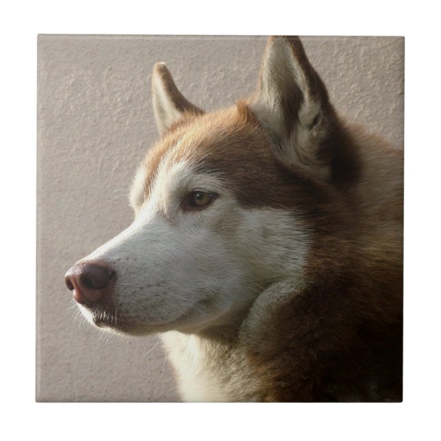 Azulejo De Cerámica Fotografía del perro del Malamute de Alaska (Frente)