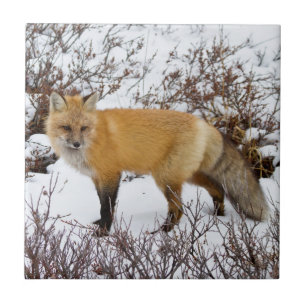 Azulejo De Cerámica Fox roja en la nieve en invierno