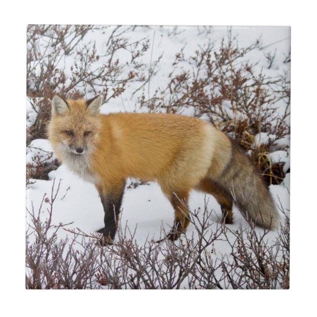 Azulejo De Cerámica Fox roja en la nieve en invierno (Frente)