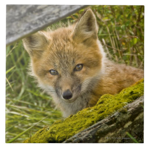Azulejo De Cerámica Fox rojo joven que mira a través de la cerca en