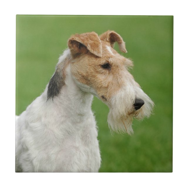 Azulejo De Cerámica Fox Terrier (Frente)