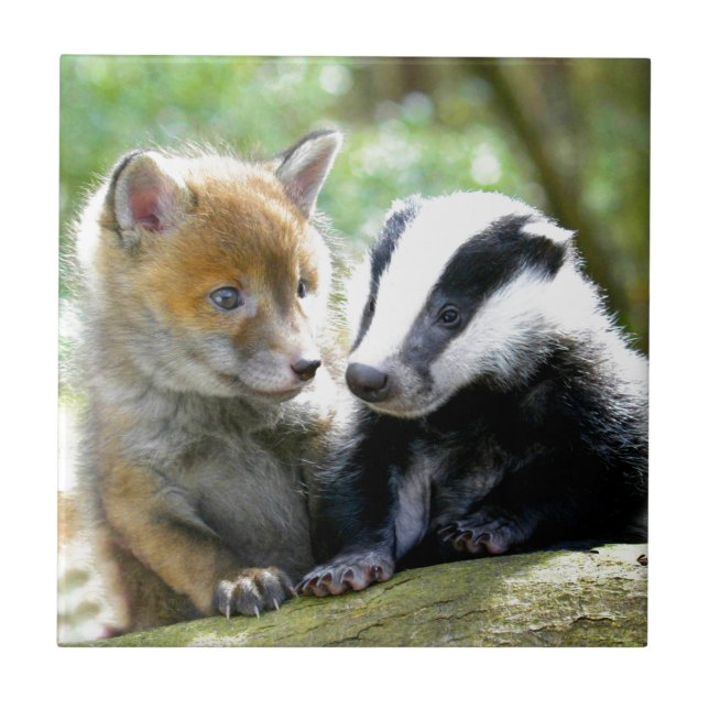 Azulejo De Cerámica ¡Foxcub y tejón lindos! (Frente)