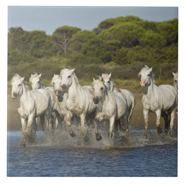 Azulejo De Cerámica Francia, Camarga. Los caballos recorren el estuari (Frente)