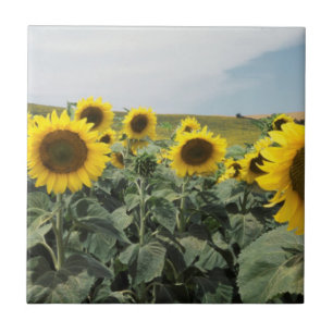 Azulejo De Cerámica Francia Provenza, vista de campo de girasoles