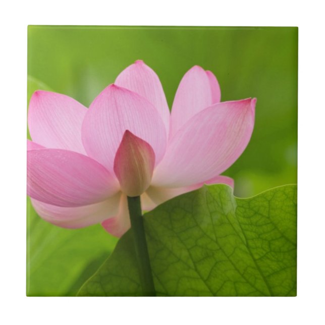 Azulejo De Cerámica Franklin NC, Jardín de Agua de Perry, Lotus (Frente)