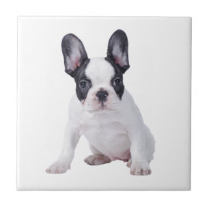 Azulejo De Cerámica Frenchie-cachorro de bulldog francés