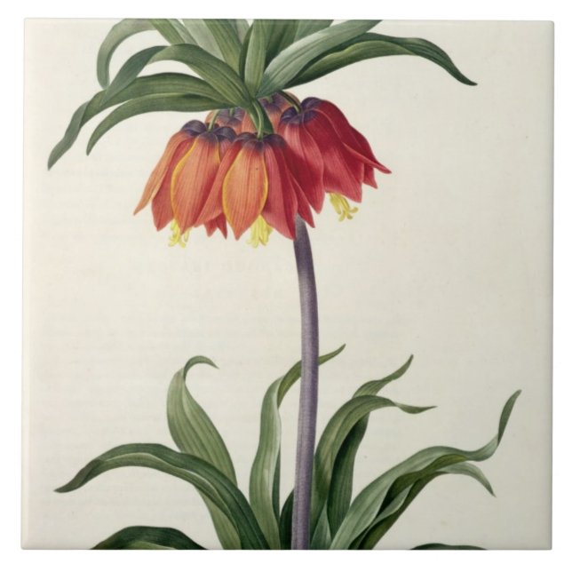 Azulejo De Cerámica Fritillaria Imperialis de, "Les Lilacees", 1802- (Frente)