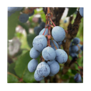 Azulejo De Cerámica Fruta de la espina negra