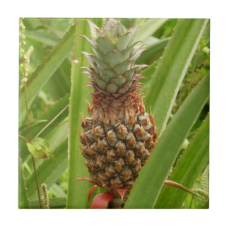 Azulejo De Cerámica Fruta tropical de la piña silvestre en la naturale