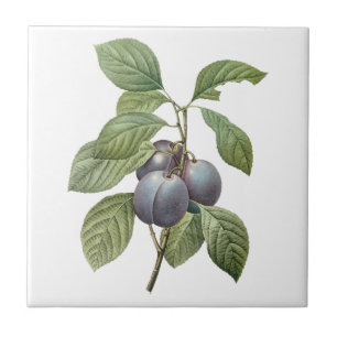 Azulejo De Cerámica Frutas Comestibles Antiguas, Ciruelas de Jardín Mo