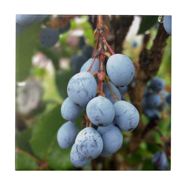 Azulejo De Cerámica Fruto de espina negra (Frente)
