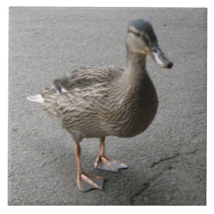 Azulejo De Cerámica Funny Waddling Duck Tile