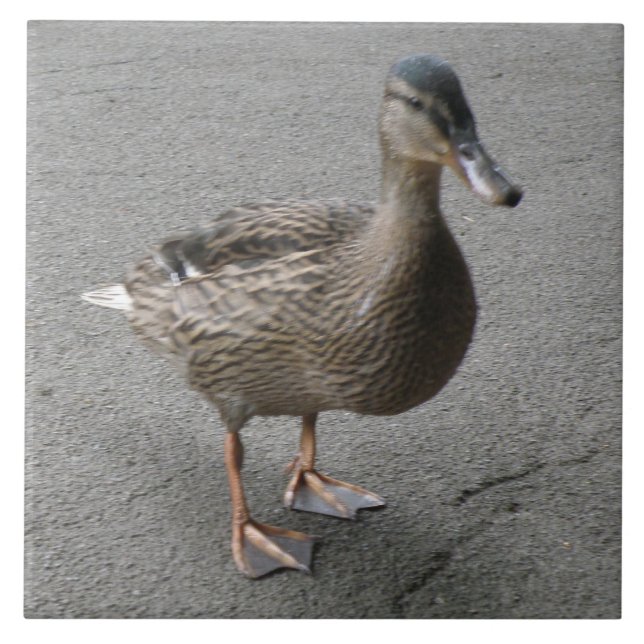 Azulejo De Cerámica Funny Waddling Duck Tile (Frente)