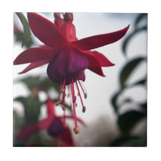 Azulejo De Cerámica Fuschia