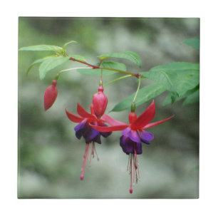 Azulejo De Cerámica Fuschia1A.jpg