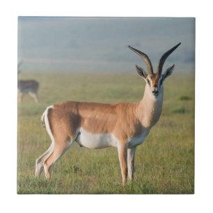 Azulejo De Cerámica Gacela de Grant, Cráter de Ngorongoro, Ngorongoro
