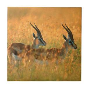 Azulejo De Cerámica Gacela de Thomson (Gazella Thomsonii) al amanecer