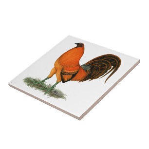 Azulejo De Cerámica Gallo Ginger Rojo Gamecock