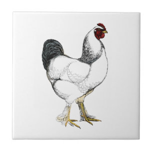 Azulejo De Cerámica Gallo ligero de Brahma - pollo elegante del