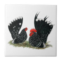 Gallos japoneses abigarrados